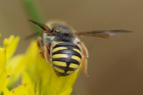 Anthidium oblongatum